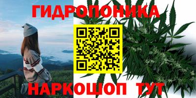 бошки Кингисепп